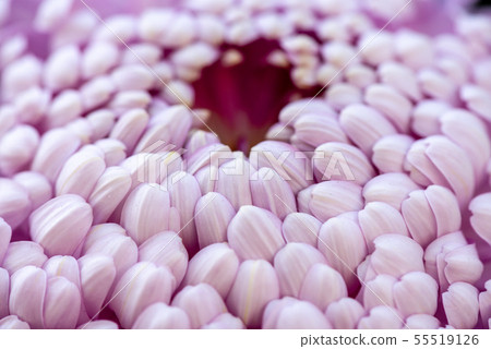 Flower flower chrysanthemum Chrysanthemum Shilin official residence 55519126