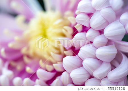 花 花卉 菊花 Chrysanthemum 士林官邸 55519128