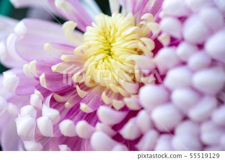 Flower flower chrysanthemum Chrysanthemum Shilin official residence Flower flower chrysanthemum Chrysanthemum Shilin official residence 55519129