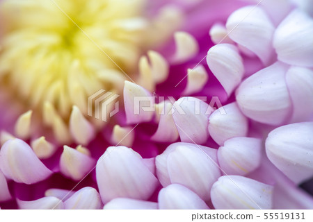 Flower flower chrysanthemum Chrysanthemum Shilin official residence Flower flower chrysanthemum Chrysanthemum Shilin official residence 55519131