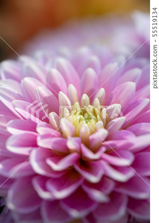 Flower flower chrysanthemum Chrysanthemum Shilin official residence 55519134