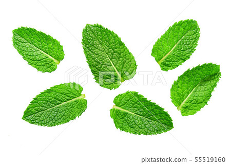 Fresh mint leaves isolated on white background. Fresh mint leaves isolated on white background. 55519160