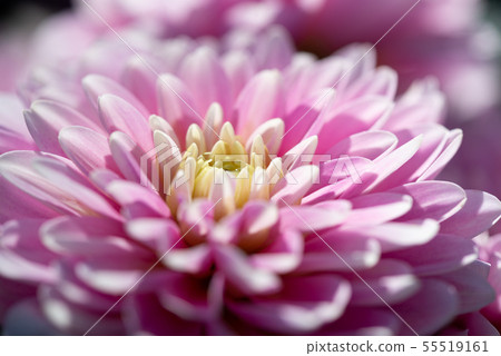 Flower flower chrysanthemum Chrysanthemum Shilin official residence 55519161