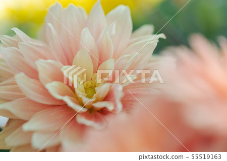 花 花卉 菊花 Chrysanthemum 士林官邸 55519163