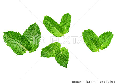 Mint leaves isolated on white. Mint Clipping Path. 55519164