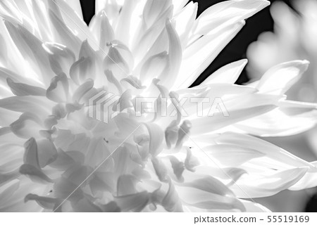 花 花卉 菊花 Chrysanthemum 士林官邸 55519169