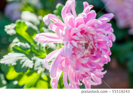 花 花卉 菊花 Chrysanthemum 士林官邸 55519243