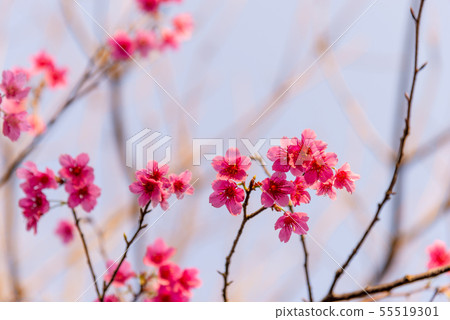 樹上的粉紅色花 Pink Flowers On The Tree 木に咲くピンクの花 盛開的櫻花 樹上的粉紅色花 Pink Flowers On The Tree 木に咲くピンクの花 盛開的櫻花 55519301
