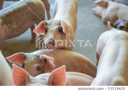 Group of pig that looks healthy in local ASEAN Group of pig that looks healthy in local ASEAN 55519420