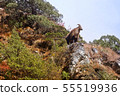 Himalayan tahr in its natural habitat, Everest region 55519936