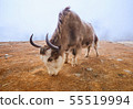 Yak on the way to Everest base camp. Nepal, Himalayas mountains 55519994