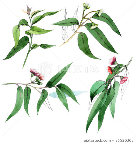 Eucaliptus floral botanical flowers. Watercolor background set. Isolated eucaliptus illustration 55520303