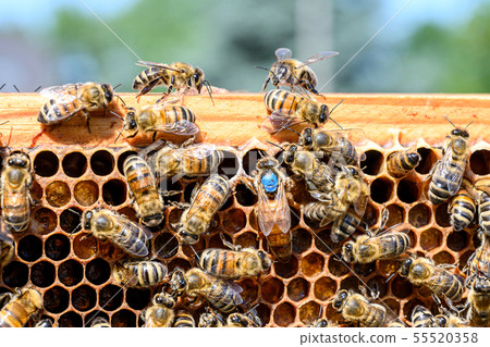 blue mark queen Bee working Honey bees beehive Wax Frame beekeeping blue mark queen Bee working Honey bees beehive Wax Frame beekeeping 55520358