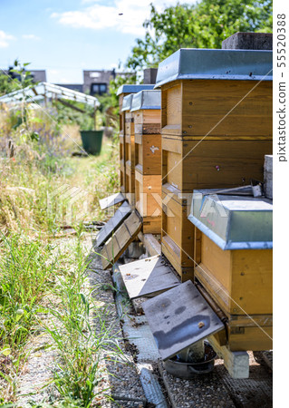 Honey bee beehive fly in carry pollum working outdoor in nature beekeeper Honey bee beehive fly in carry pollum working outdoor in nature beekeeper 55520388