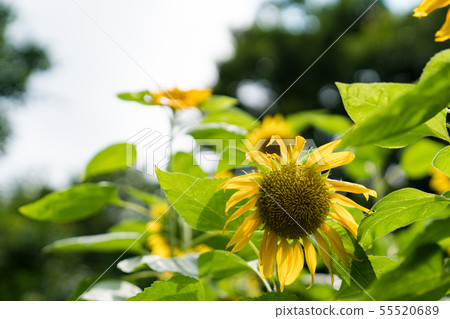 Sunflowers in the flower field. Sunflowers in the flower field. 55520689