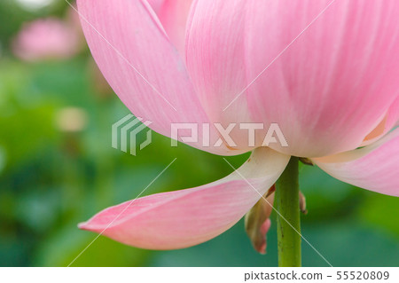 A lotus A lotus 55520809