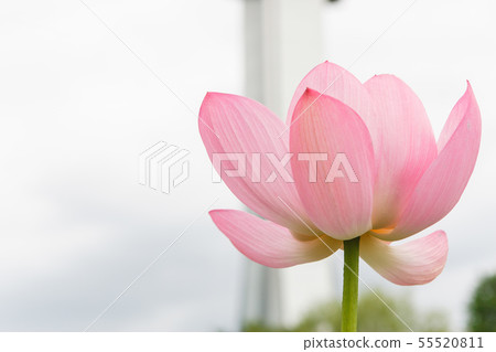 一朵蓮花 一朵蓮花 55520811