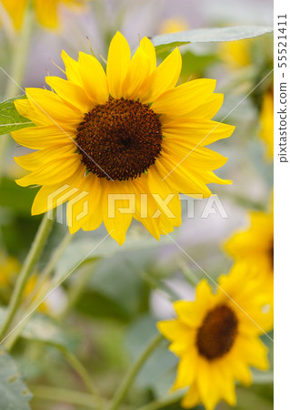 sunflower sunflower 55521411