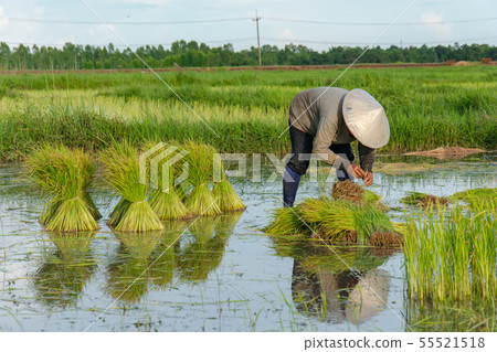 Asia farmers are withdrawn seedlings of rice. 55521518