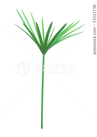 Umbrella plant, Papyrus, Cyperus alternifolius L. 55521736