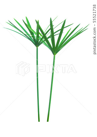 Umbrella plant, Papyrus, Cyperus alternifolius L. 55521738