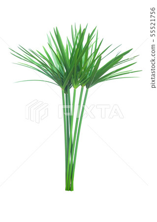 Umbrella plant, Papyrus, Cyperus alternifolius L. 55521756