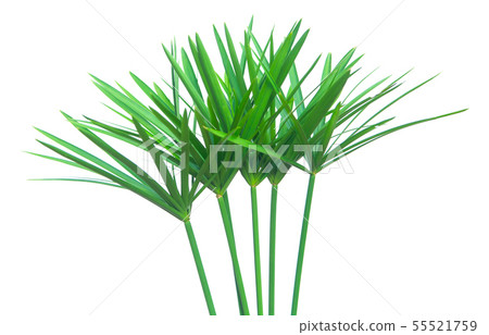 Umbrella plant, Papyrus, Cyperus alternifolius L. Umbrella plant, Papyrus, Cyperus alternifolius L. 55521759