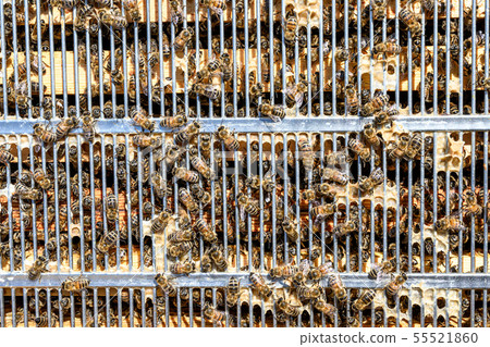 Bees hangin out on the top a of a metal frame seperator honey room of a beehive Bees hangin out on the top a of a metal frame seperator honey room of a beehive 55521860