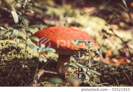 Big mushroom aspen forest in autumn. Forest mushroom picking season. Leccinum aurantiacum. Red 55521933