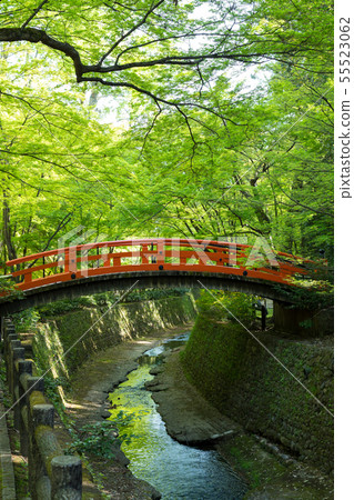 北野天滿宮，Odoi，Kamiyagawa和Ebihashi的新鮮綠色 55523062