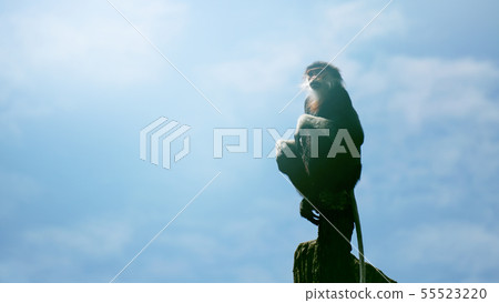 Red-shanked douc monkey sitting on tree top with Red-shanked douc monkey sitting on tree top with 55523220