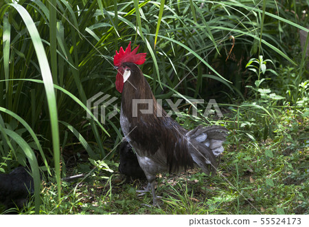 Rooster walking in the tall grass Rooster walking in the tall grass 55524173