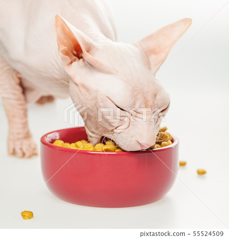 Hairless cat Don Sphynx breed with pink naked skin Hairless cat Don Sphynx breed with pink naked skin 55524509