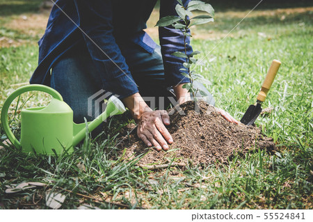 Planting a tree, Two hands of young man were Planting a tree, Two hands of young man were 55524841