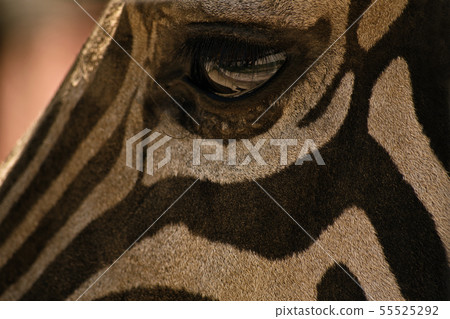 Zebra's eye 55525292