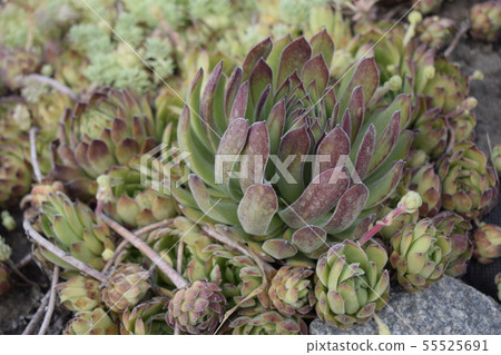 Miniature succulent plant. Top view of green Miniature succulent plant. Top view of green 55525691
