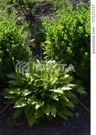 Green Hosta in summer garden. 55525747