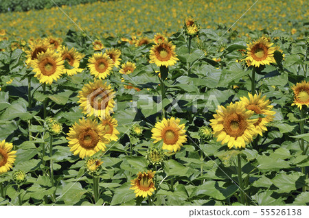 Miyagi prefecture Osaki-shi Mappingi Sunflower Hill Miyagi prefecture Osaki-shi Mappingi Sunflower Hill 55526138