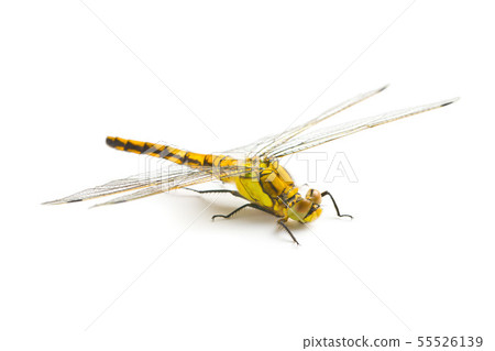 The dragonfly insect. The dragonfly insect. 55526139