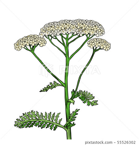 yarrow milfoil flower medicinal plant. Achillea millefolium 55526302