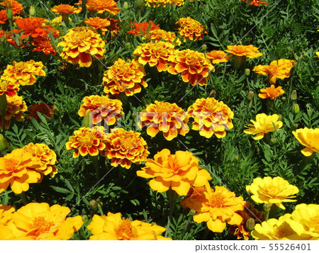 Camellia orange flower is marigold Camellia orange flower is marigold 55526401