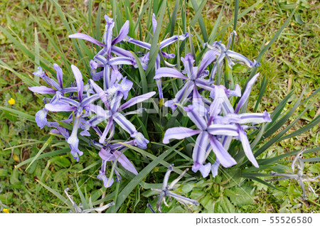 Tibetan Plateau Iris Songaria on the banks of the Yellow River Tibetan Plateau Iris Songaria on the banks of the Yellow River 55526580