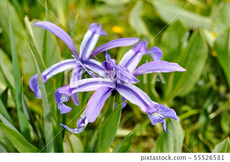 Tibetan Plateau Iris Songaria on the banks of the Yellow River 55526581