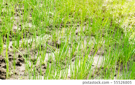 Leek seedling grows in greenhouse. Growing organic 55526805