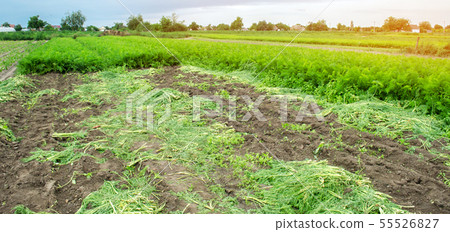 Agricultural field Agricultural field 55526827