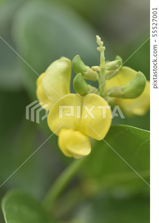 Hama azuki（豆科植物） 55527001