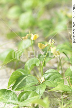 Hama azuki (Fabaceae) 55527002