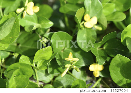 Hama azuki (Fabaceae) 55527004