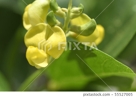 Hama azuki (Fabaceae) 55527005
