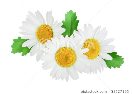 one chamomile or daisies with leaves isolated on white background 55527165